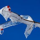 Eiszeit in blau-rot-weiß