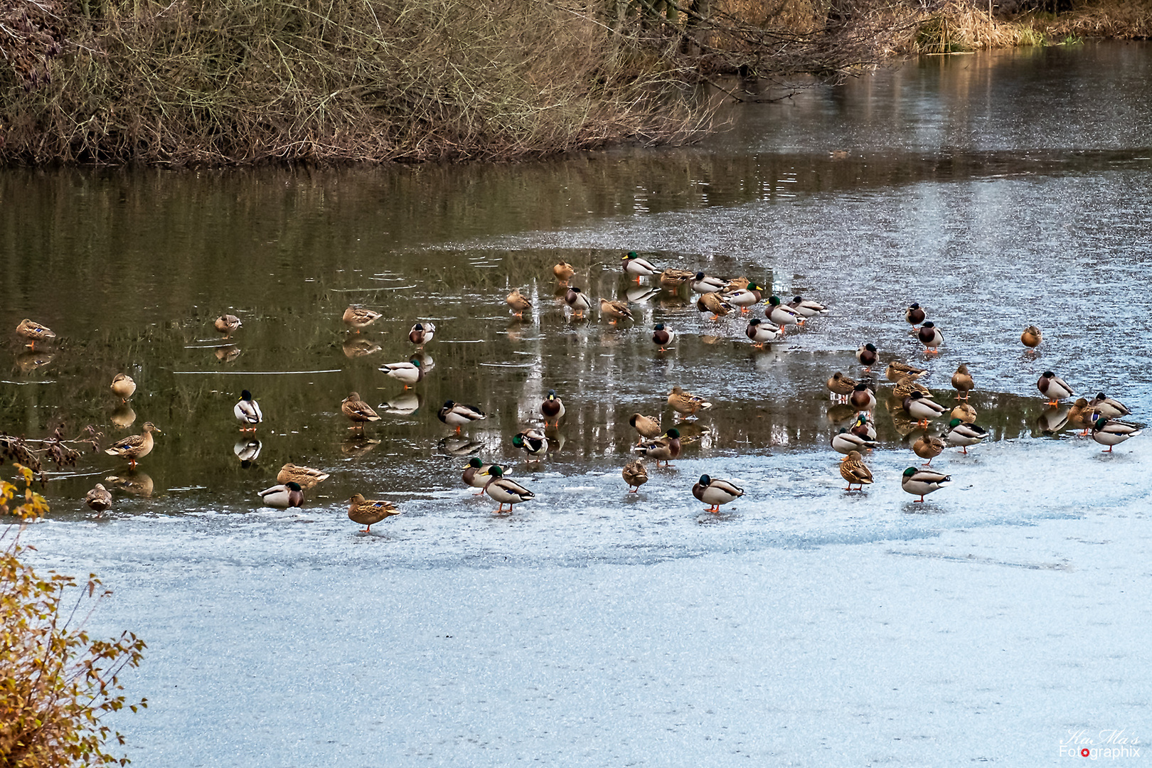 Eiszeit in Entenhausen