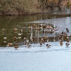 Eiszeit in Entenhausen