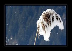 Eiszeit mein letztes Foto - hoffentlich kommt bald der Frühling