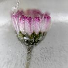 Eiszeit mit Gänseblümchen