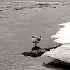 "Eiszeit" oder Traum von der Südsee