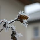 Eiszeit statt Coronazeit wäre mir lieber