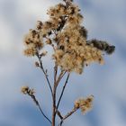 Eiszeit und ihre zarte Farben