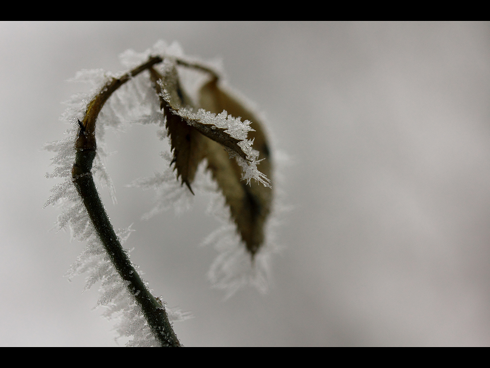 Eiszeit V