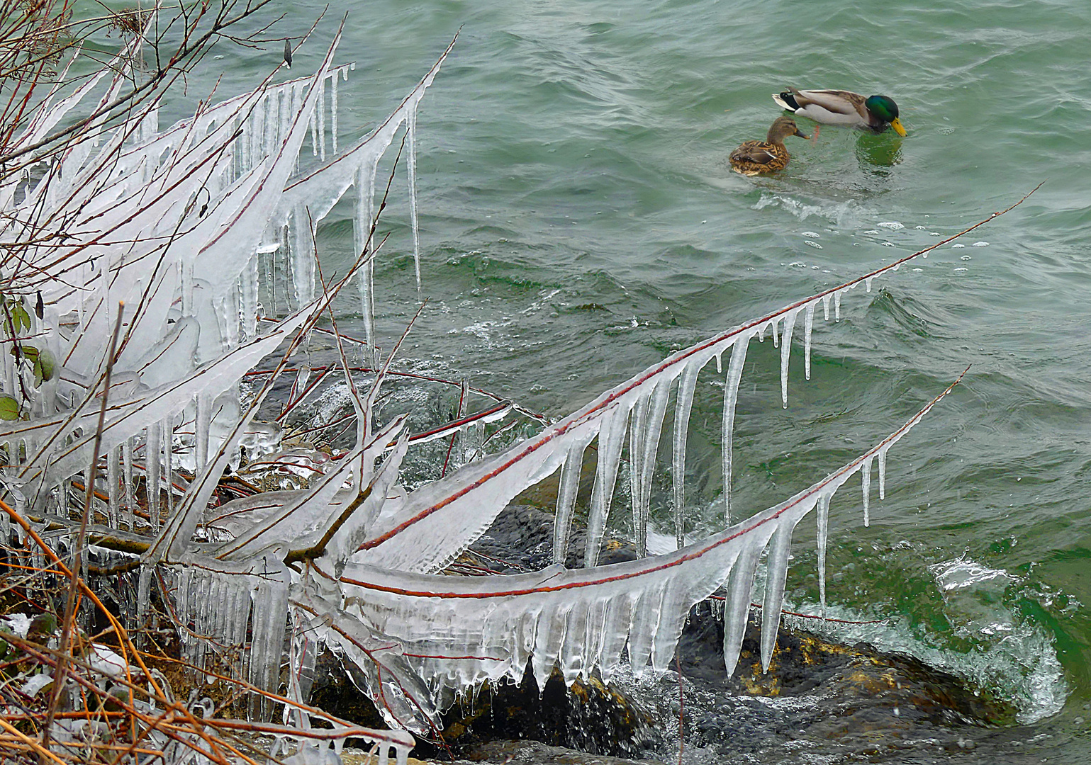 Eiszeitentenpaar