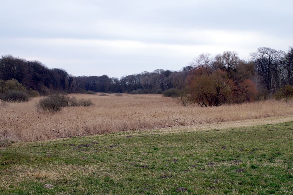 Eiszeitliches Moor in Meseberg