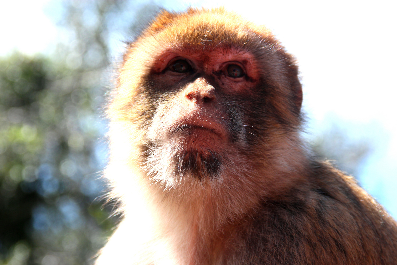 Eitel Foto & Bild europe, gibraltar, spain & gibraltar Bilder auf