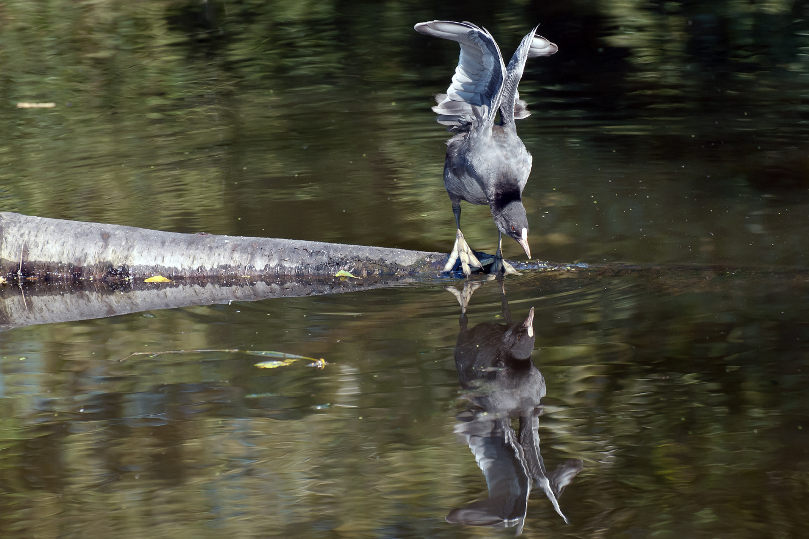 Eitelkeit ? Foto & Bild tiere, wildlife, wild lebende vögel Bilder