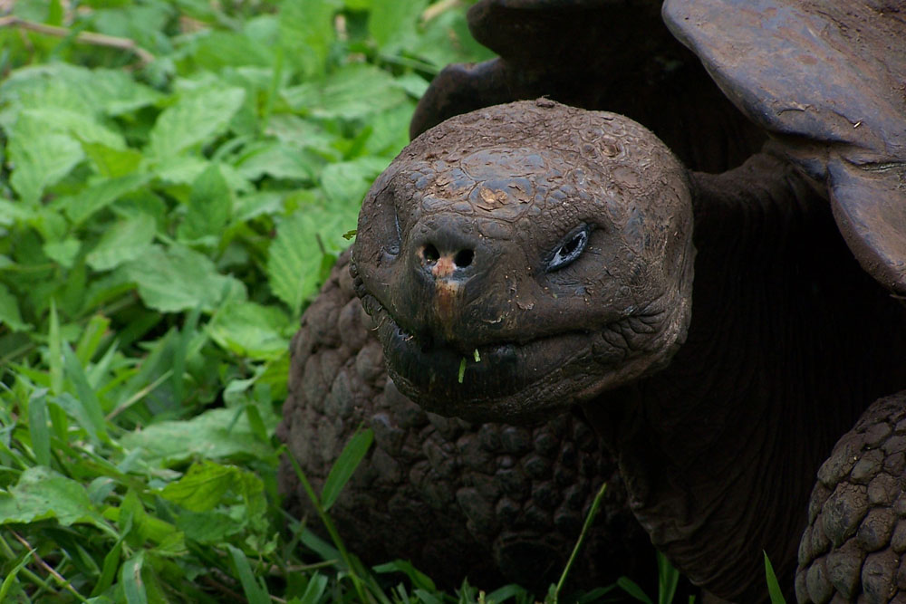 "EITI" auf  Galapagos