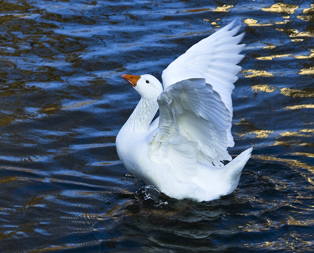 Eitle Gans oder nur angeben ?