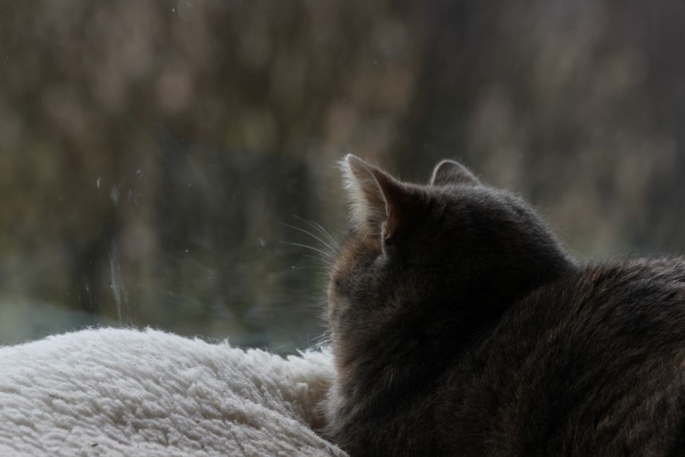 eitle Katze.....betrachtet gern ihr Spiegelbild