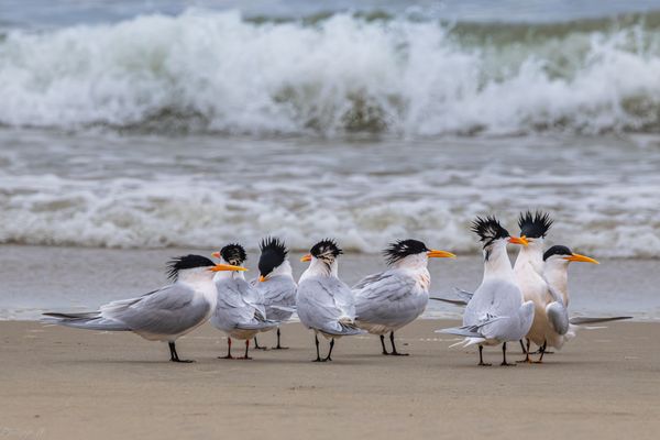 Eitle Pilzköpfe eben, mit tosenden…