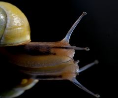 Eitle Schnecke