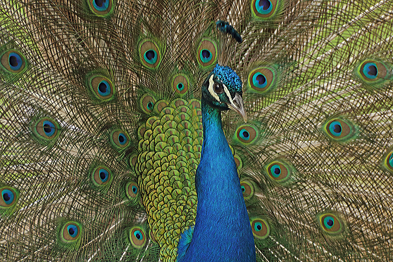 Eitler Pfau