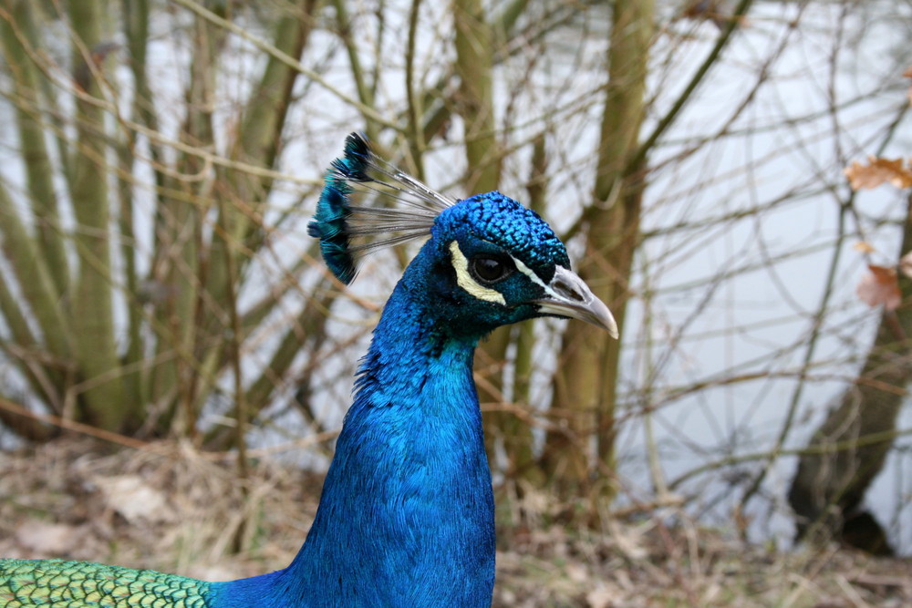 eitler Pfau