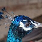 Eitler Pfau