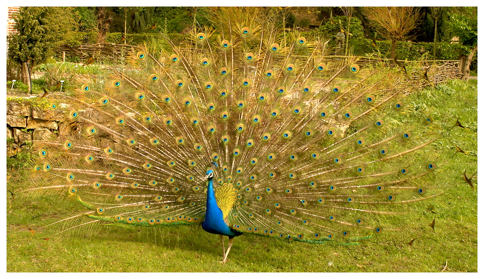 eitler Pfau