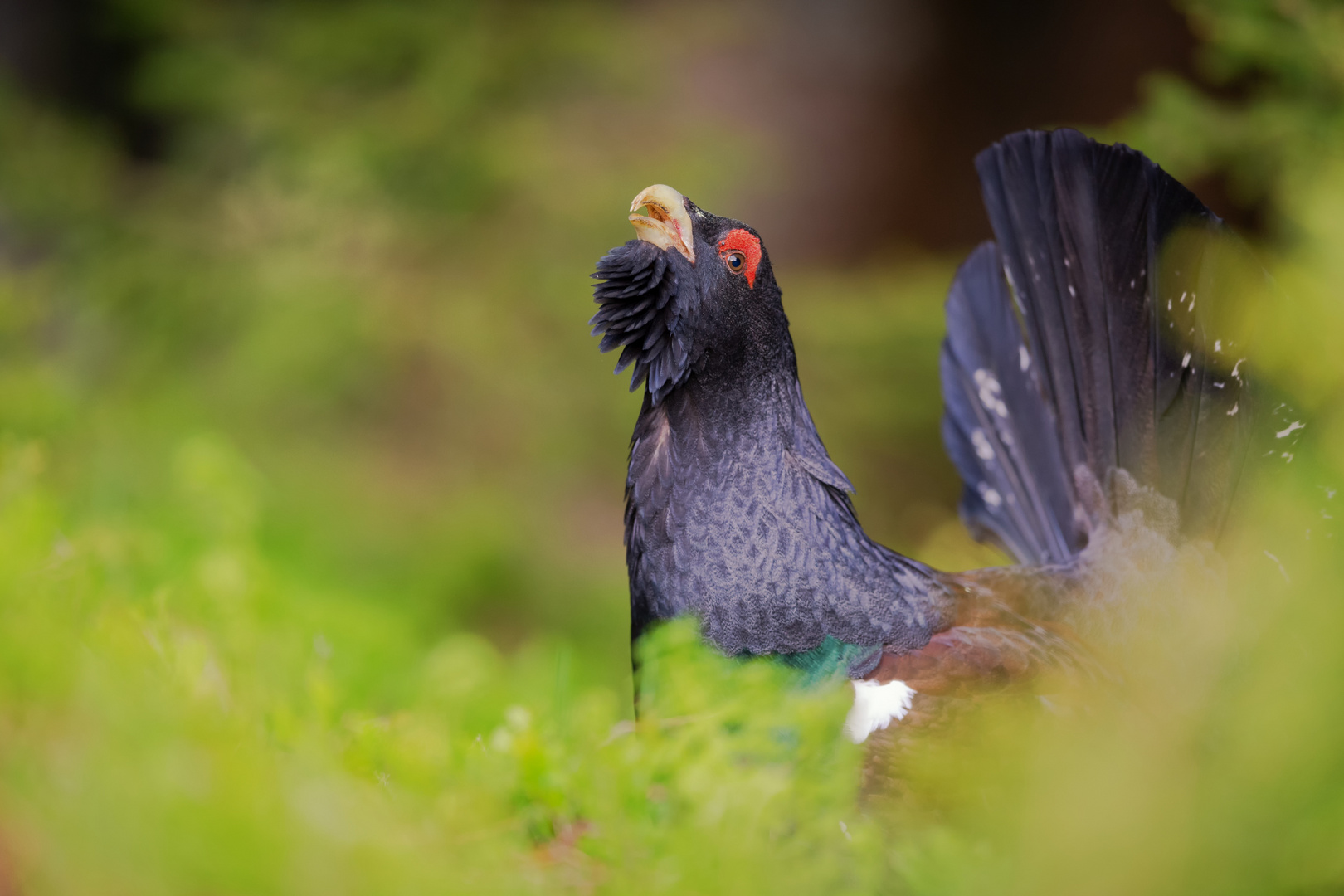 eitler Pfau 