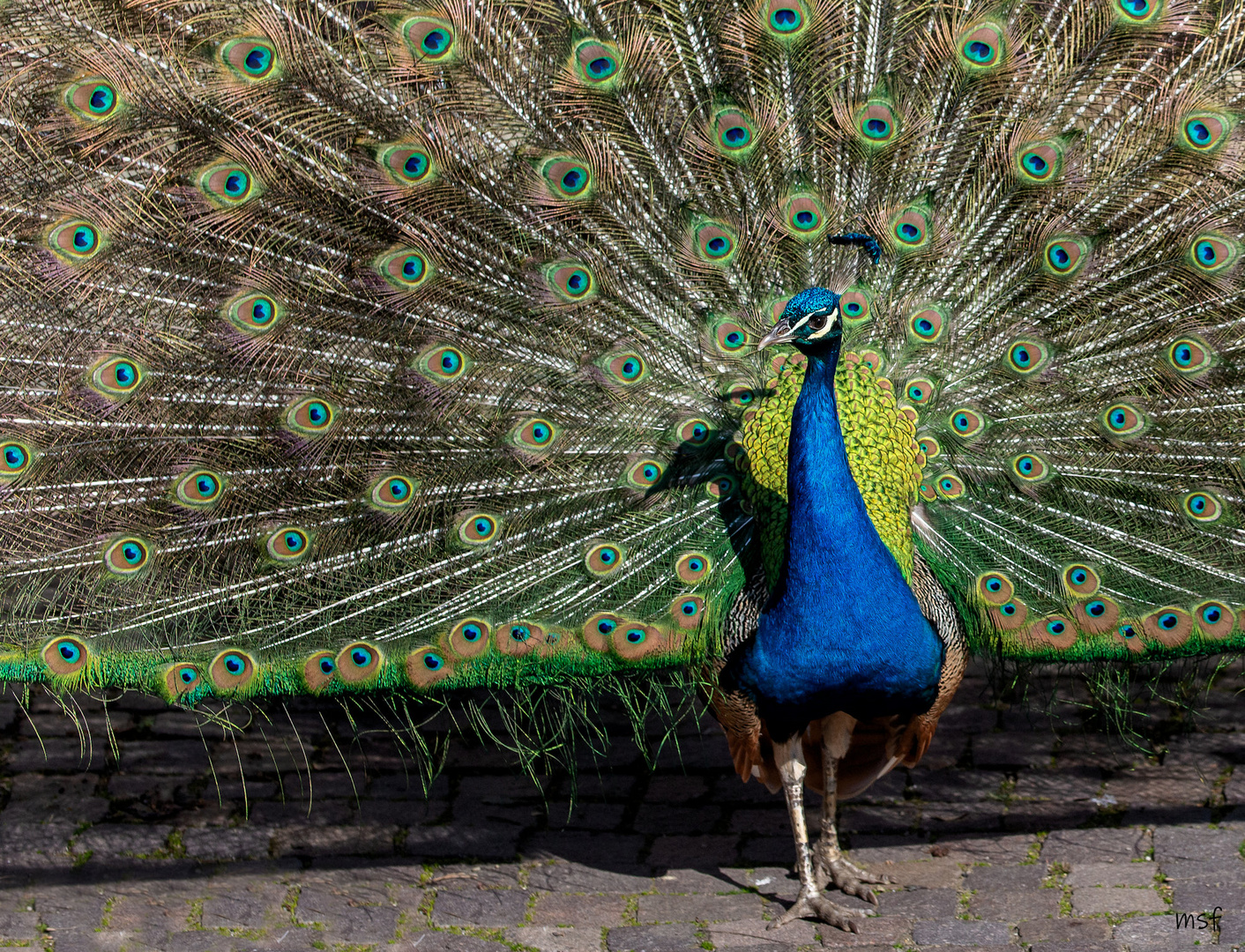 Eitler Pfau zeigt sich von seiner schönsten Seite