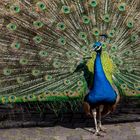 Eitler Pfau zeigt sich von seiner schönsten Seite