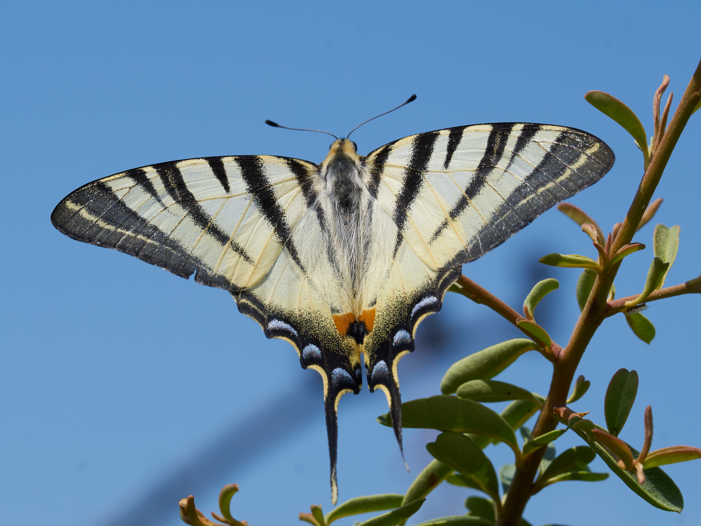 Eitler Segelfalter (Iphiclides podalirius) !