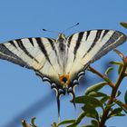 Eitler Segelfalter (Iphiclides podalirius) !