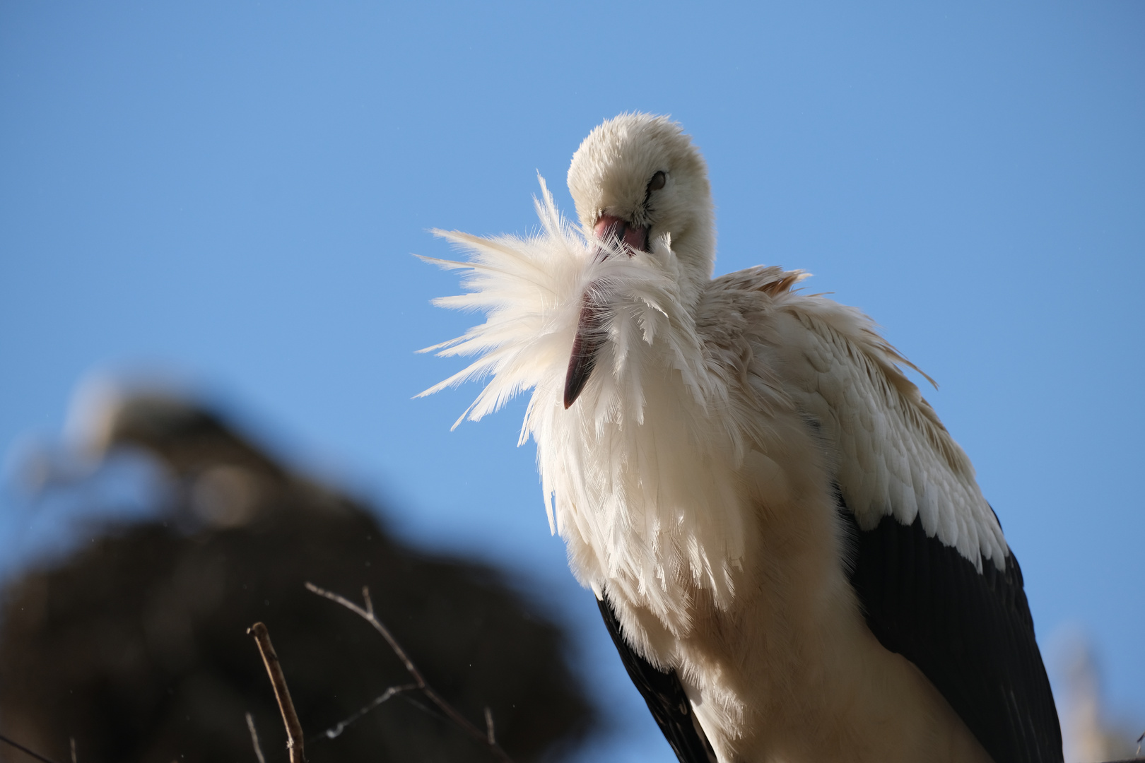 Eitler Storch...