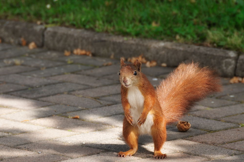 Eitles Eichhörnchen...