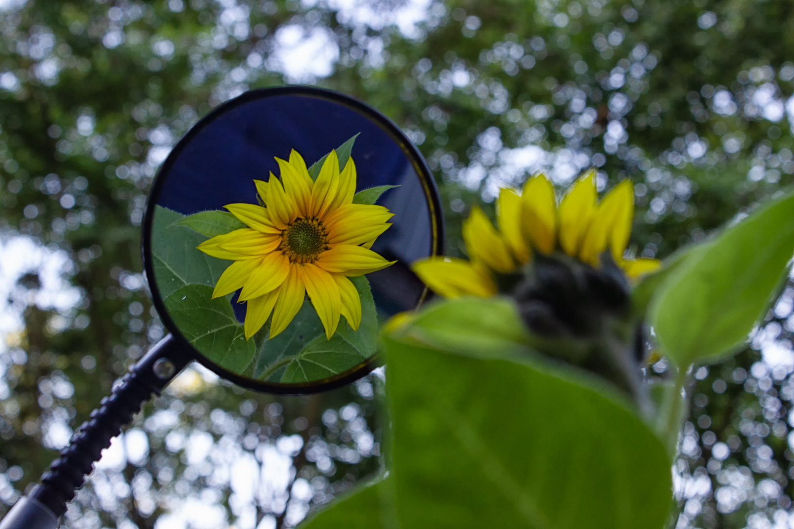 Eitles Sonnenblümchen.