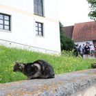 Eiversucht am Hochzeitstag