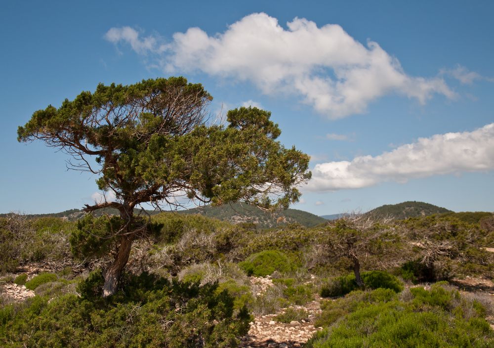 Eivissa / Ibiza : Naturschutzgebiet bei Ses Salines