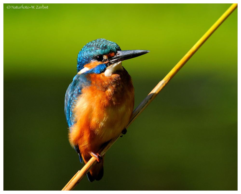 ---- Eivogel am Schilfhalm ---- ( Alcedo atthis )