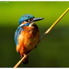 ---- Eivogel am Schilfhalm ---- ( Alcedo atthis )