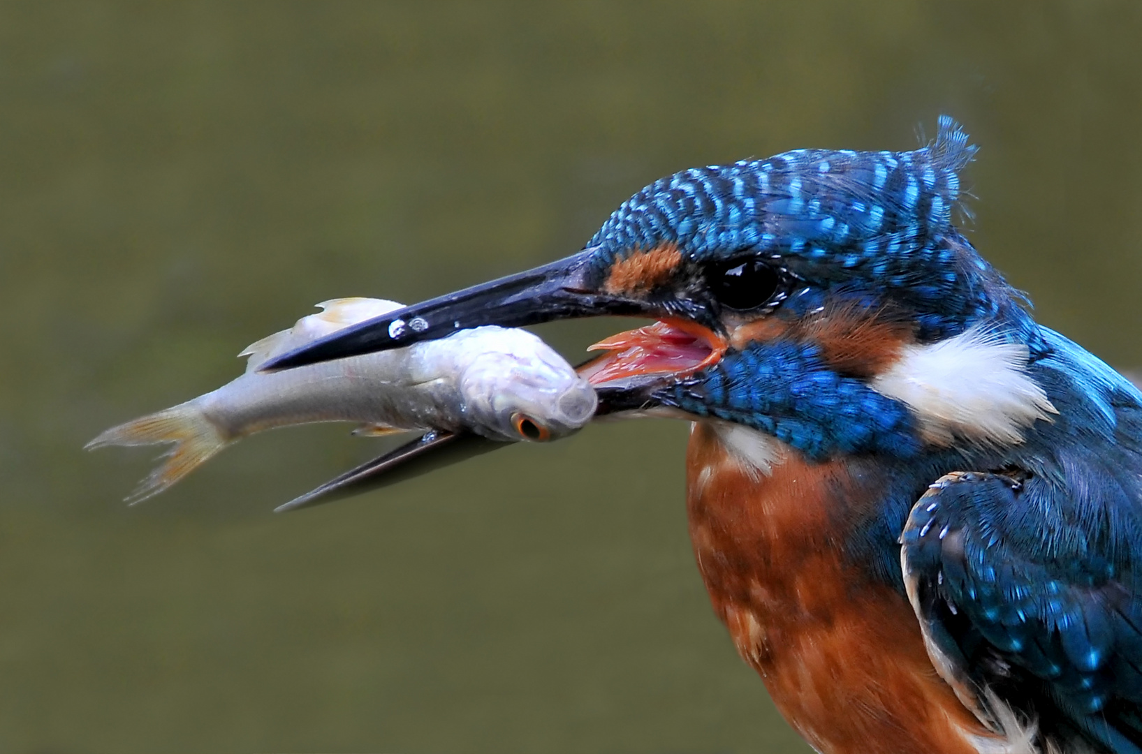 Eivogelportrait mit Fisch