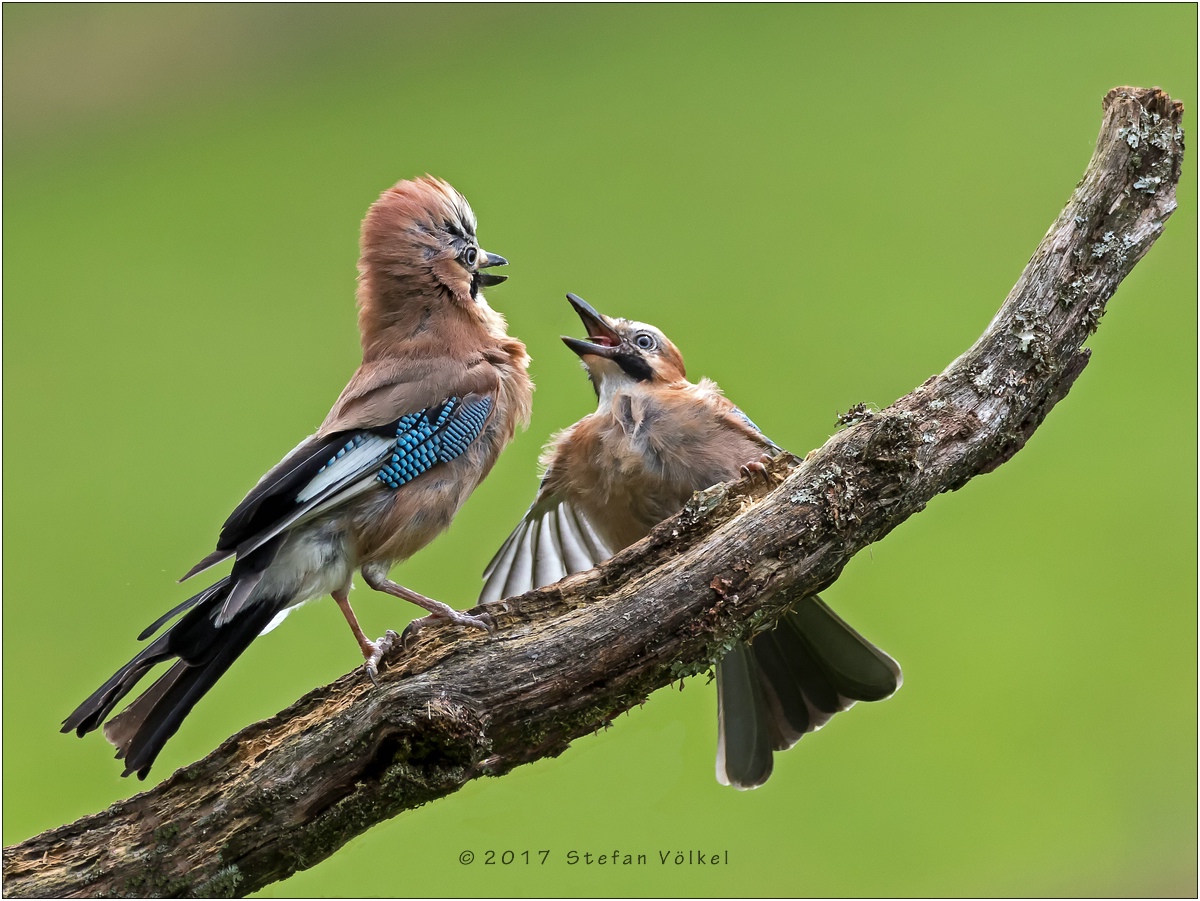 Ej Alter, sieh zu, dass du Land gewinnst... Foto & Bild natur, action, tiere Bilder auf
