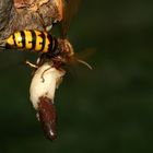 Ekelige Entsorgung bei den Hornissen