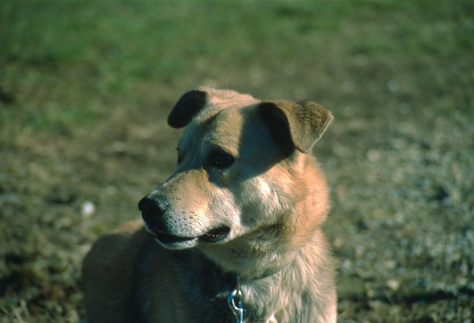 Ektachrome - Hunde als Testmotive gehen Immer! ;)