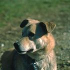 Ektachrome - Hunde als Testmotive gehen Immer! ;)