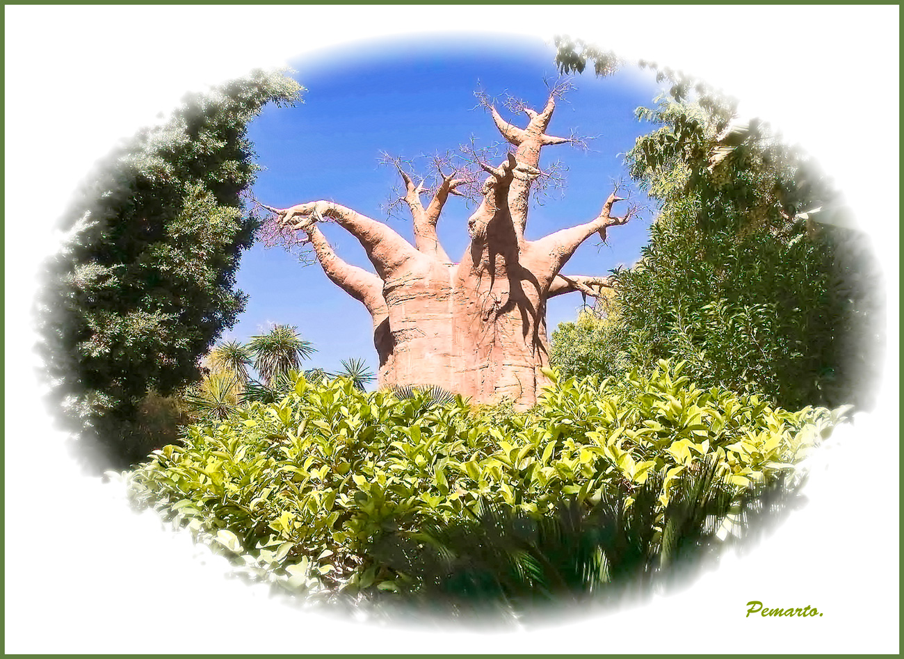 El ärbol humano...... Es un Baobab.