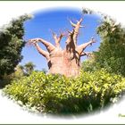 El ärbol humano...... Es un Baobab.