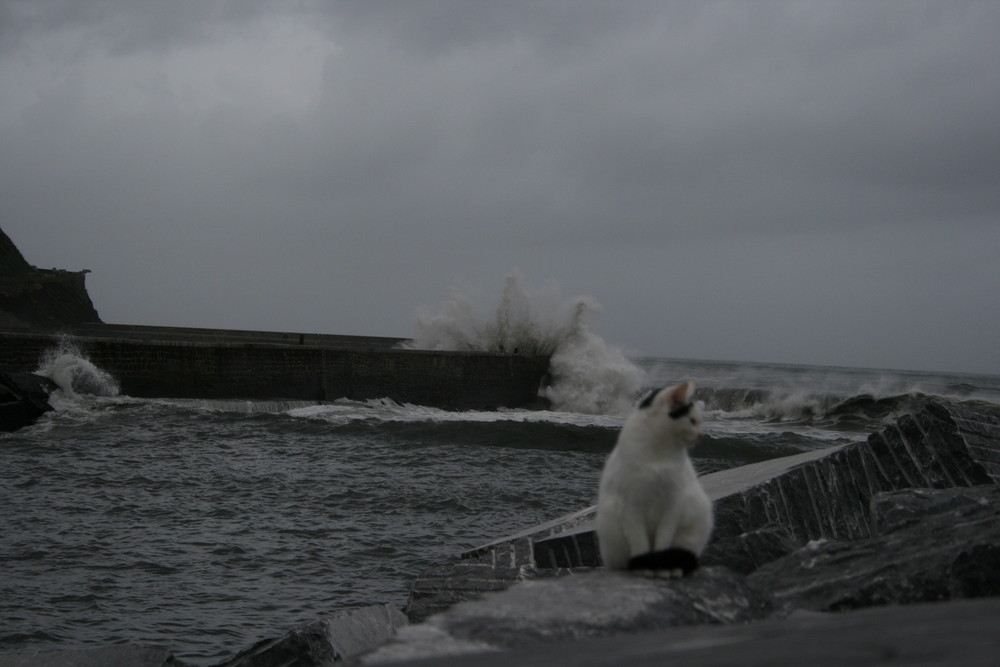 el agua y un gato