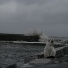 el agua y un gato