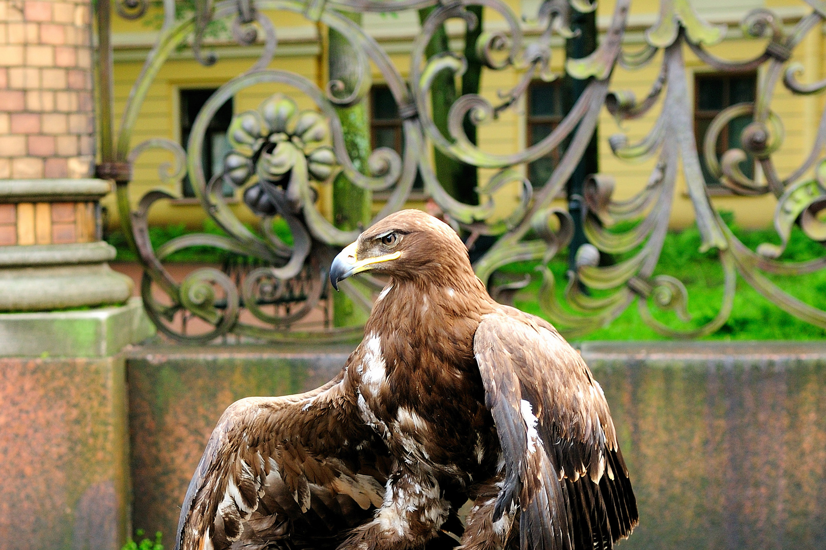 EL AGUILA