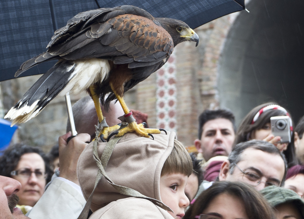 EL AGUILA Y EL NIÑO