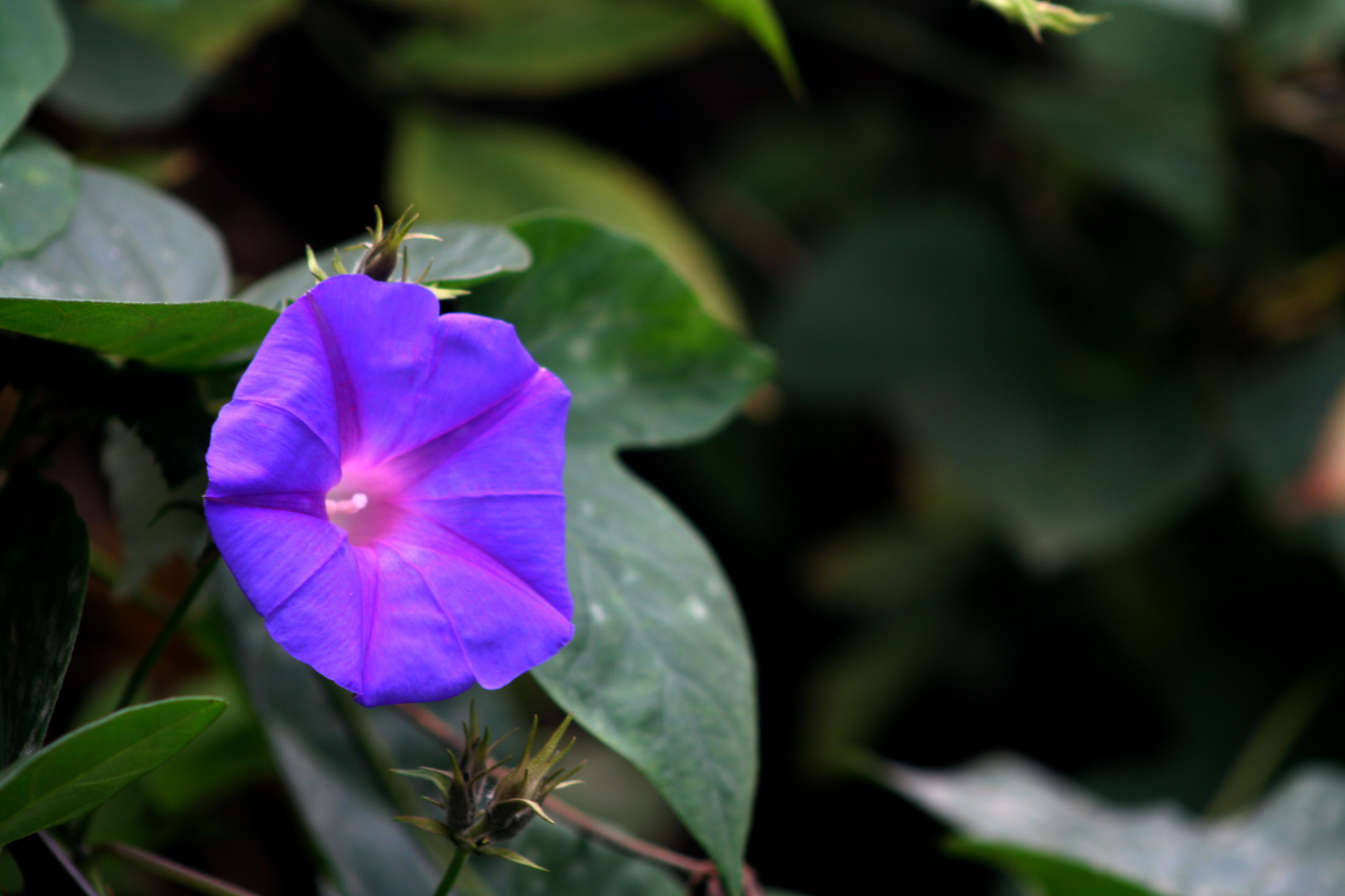 El alma de la flor