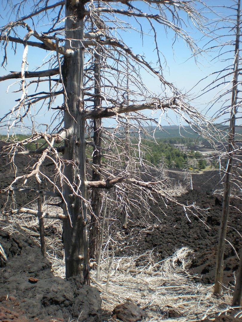 El alma de un arbol