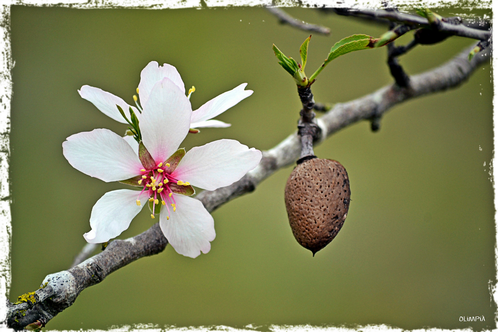 EL ALMENDRO