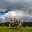 El Almendro