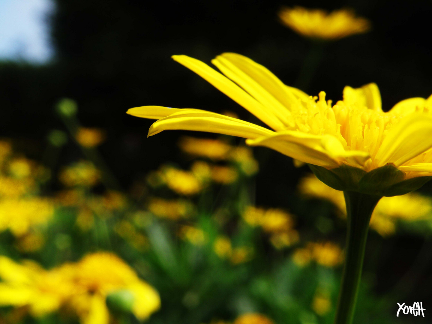 el amarillo de floriana